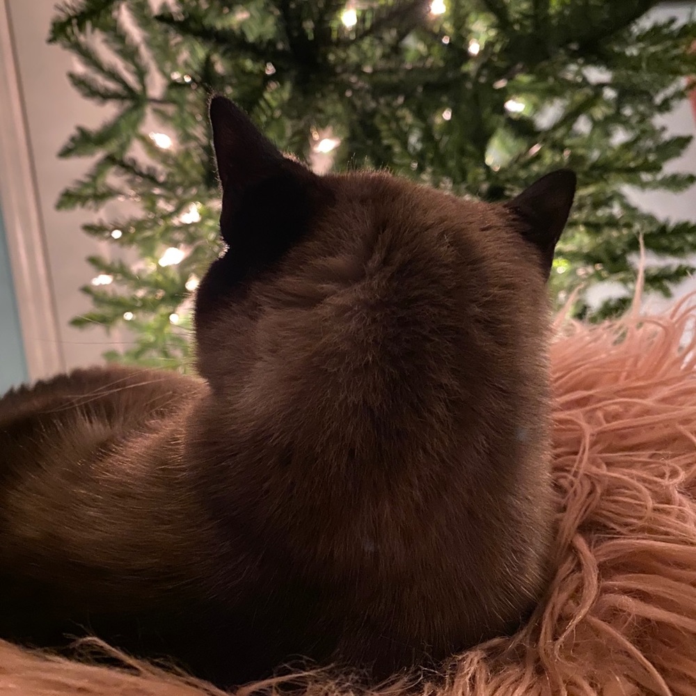 Meet your Posher, Shae